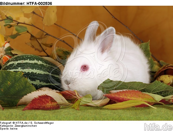 Zwergkaninchen / dwarf rabbit / HTFA-002536