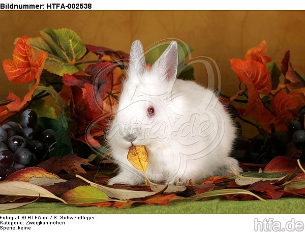 Zwergkaninchen / dwarf rabbit / HTFA-002538