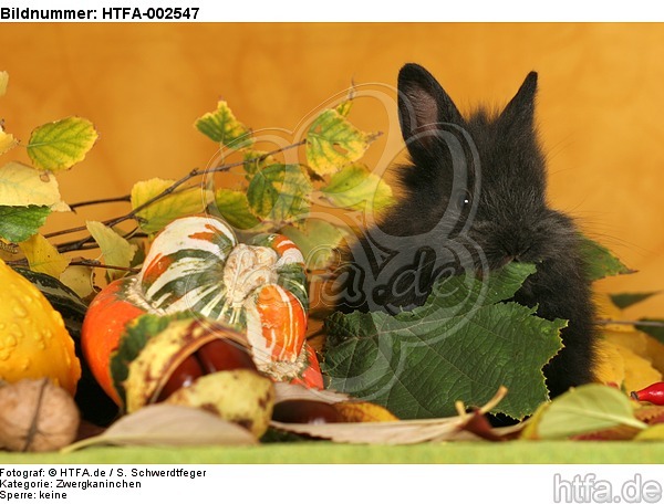 Zwergkaninchen / dwarf rabbit / HTFA-002547