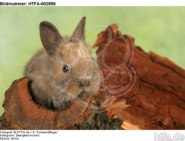 Zwergkaninchen / dwarf rabbit / HTFA-002556