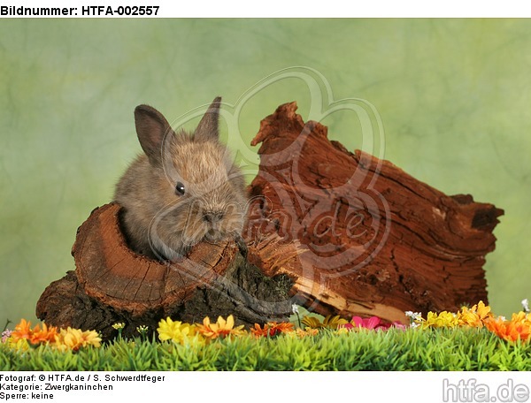 Zwergkaninchen / dwarf rabbit / HTFA-002557