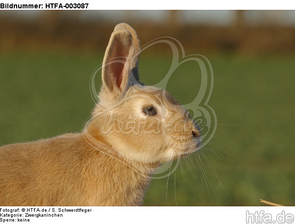 Zwergkaninchen / dwarf rabbit / HTFA-003087