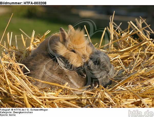 Zwergkaninchen und Löwenköpfchen / dwarf rabbit and lion-headed bunny / HTFA-003208