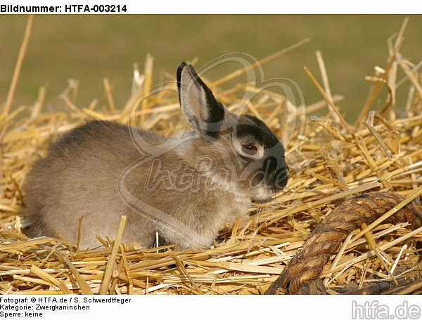 Zwergkaninchen / dwarf rabbit / HTFA-003214