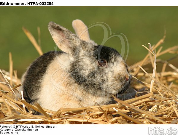Zwergkaninchen / dwarf rabbit / HTFA-003254