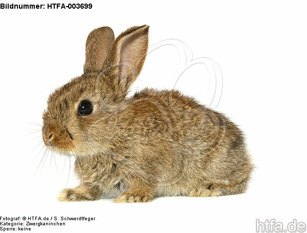 Zwergkaninchen / dwarf rabbit / HTFA-003699