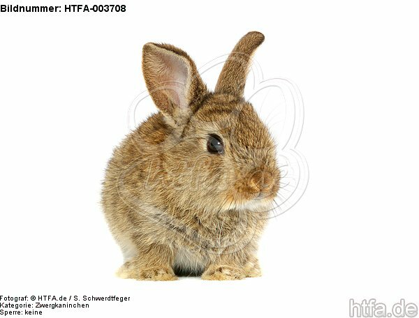 Zwergkaninchen / dwarf rabbit / HTFA-003708
