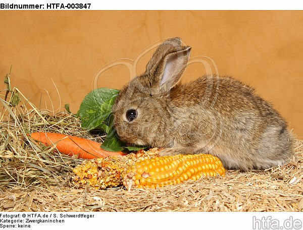 Zwergkaninchen / dwarf rabbit / HTFA-003847