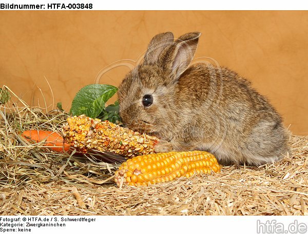 Zwergkaninchen / dwarf rabbit / HTFA-003848