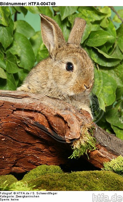 junges Zwergkaninchen / young dwarf rabbit / HTFA-004749