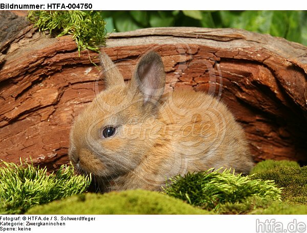 junges Zwergkaninchen / young dwarf rabbit / HTFA-004750