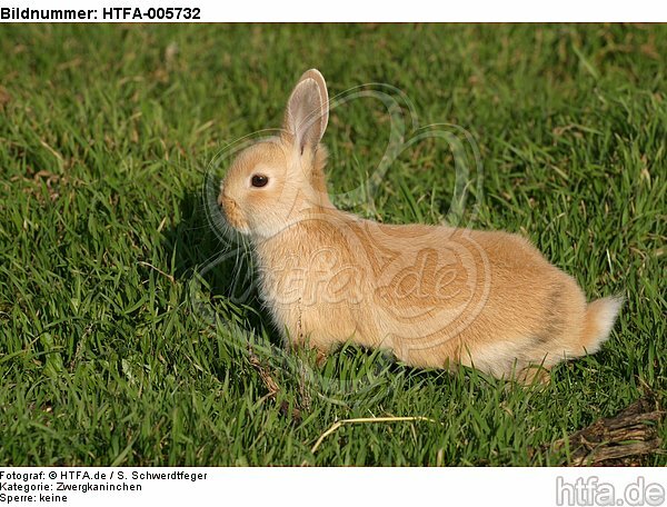 junges Zwergkaninchen / young dwarf rabbit / HTFA-005732