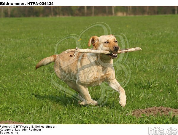 Labrador Retriever / HTFA-004434