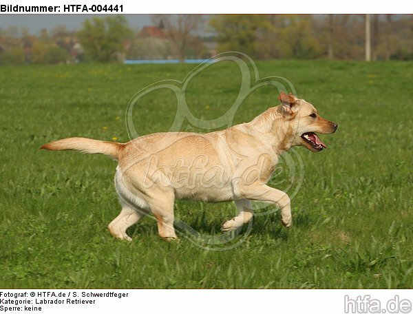 Labrador Retriever / HTFA-004441