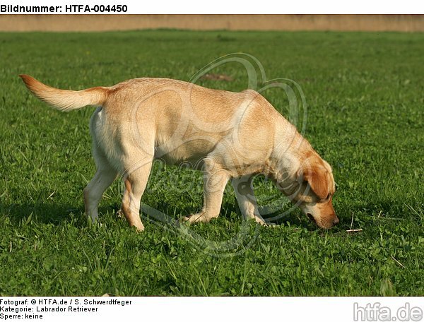 Labrador Retriever / HTFA-004450