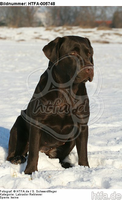 Labrador Retriever / HTFA-005748