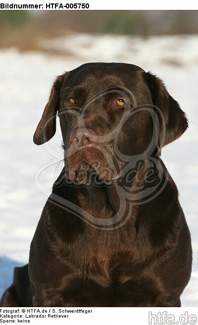 Labrador Retriever / HTFA-005750