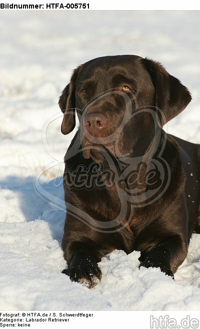 Labrador Retriever / HTFA-005751