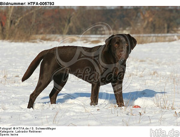 Labrador Retriever / HTFA-005793