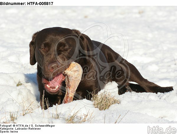 Labrador Retriever / HTFA-005817