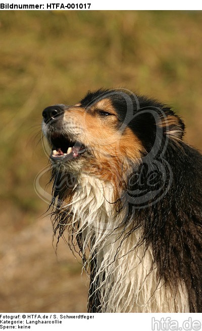 bellender Langhaarcollie / barking longhaired collie / HTFA-001017