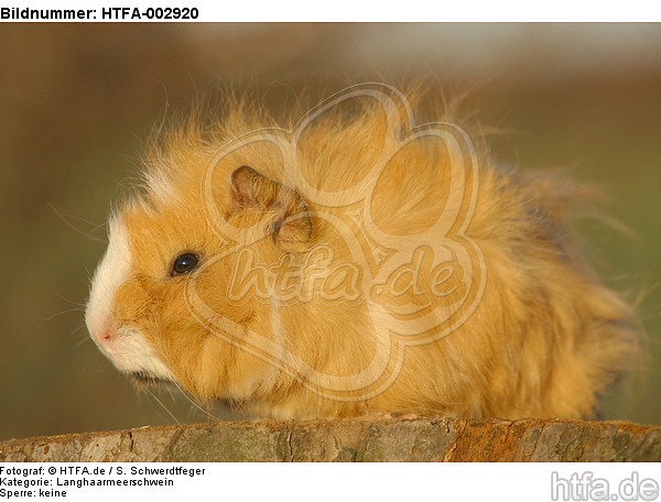 Langhaarmeerschwein /  long-haired guninea pig / HTFA-002920