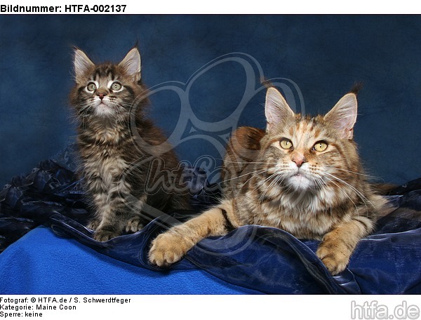 Maine Coons / HTFA-002137