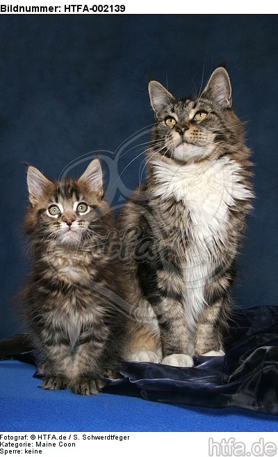 Maine Coons / HTFA-002139