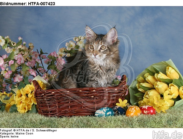 junge Maine Coon / young maine coon / HTFA-007423