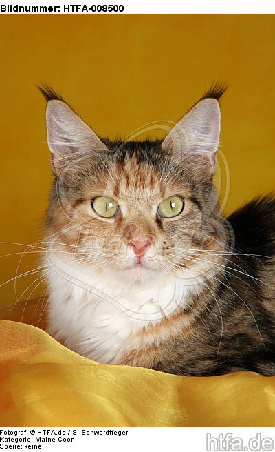 liegende Maine Coon / lying maine coon / HTFA-008500