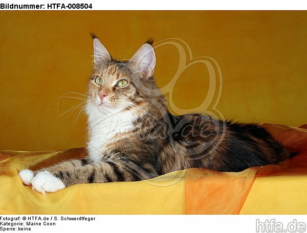 liegende Maine Coon / lying maine coon / HTFA-008504
