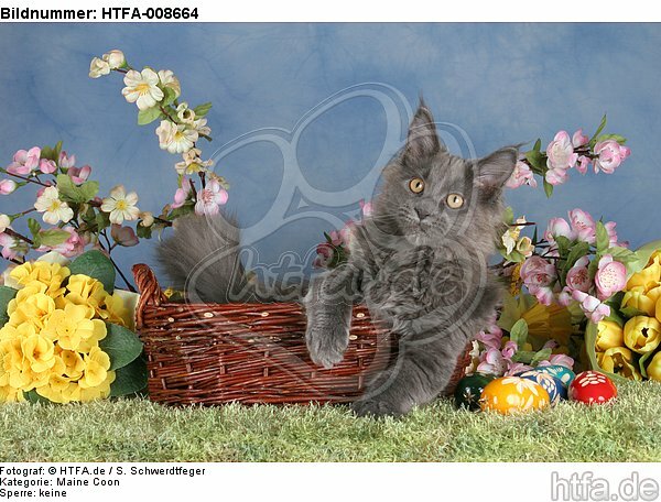 junge Maine Coon / young maine coon / HTFA-008664