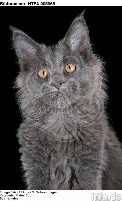 junge Maine Coon / young maine coon / HTFA-008668