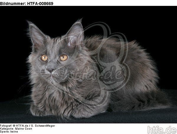 junge Maine Coon / young maine coon / HTFA-008669