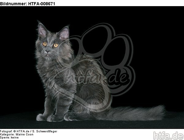 junge Maine Coon / young maine coon / HTFA-008671