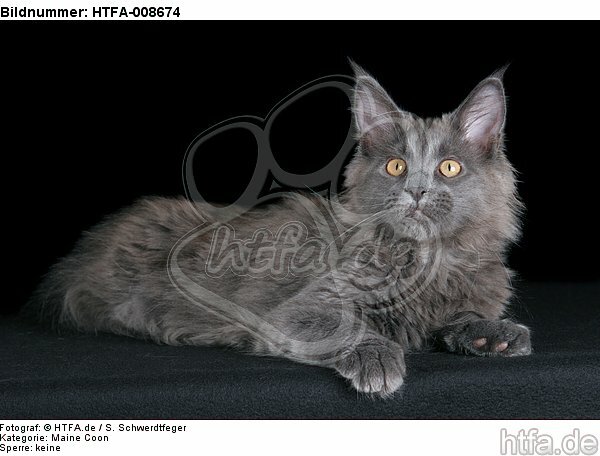 junge Maine Coon / young maine coon / HTFA-008674