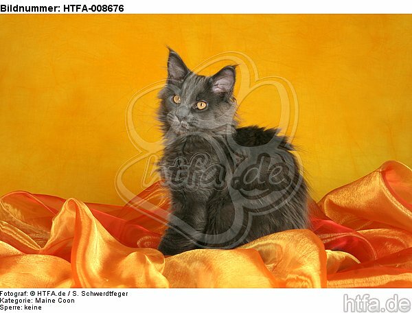 junge Maine Coon / young maine coon / HTFA-008676