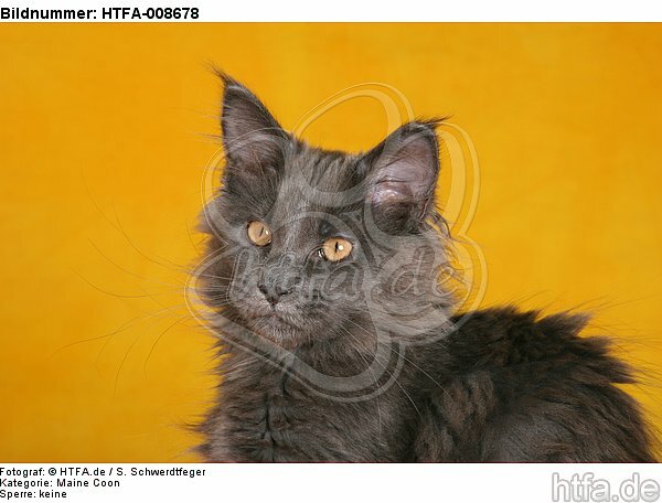 junge Maine Coon / young maine coon / HTFA-008678