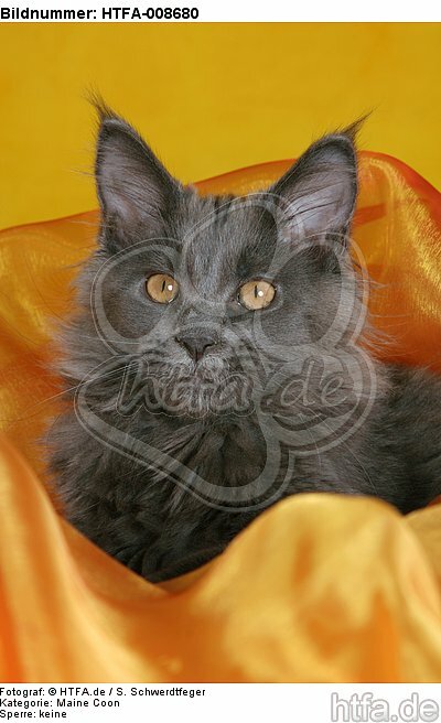 junge Maine Coon / young maine coon / HTFA-008680