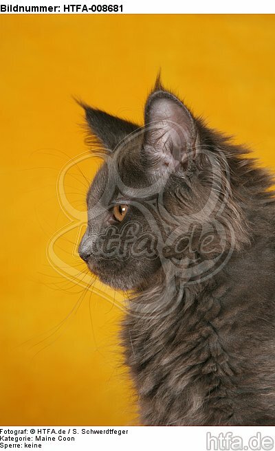 junge Maine Coon / young maine coon / HTFA-008681