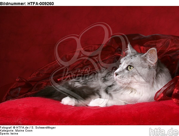 liegende Maine Coon / lying Maine Coon / HTFA-009260