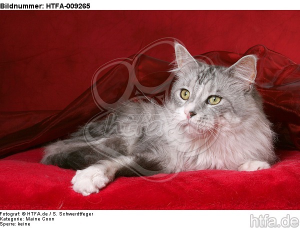 liegende Maine Coon / lying Maine Coon / HTFA-009265