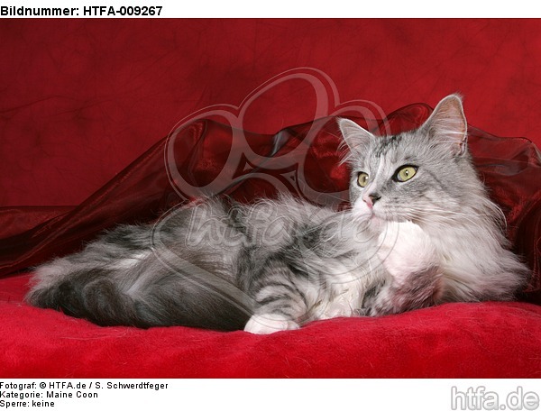 liegende Maine Coon / lying Maine Coon / HTFA-009267