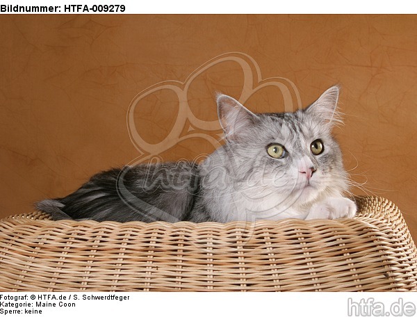 liegende Maine Coon / lying Maine Coon / HTFA-009279