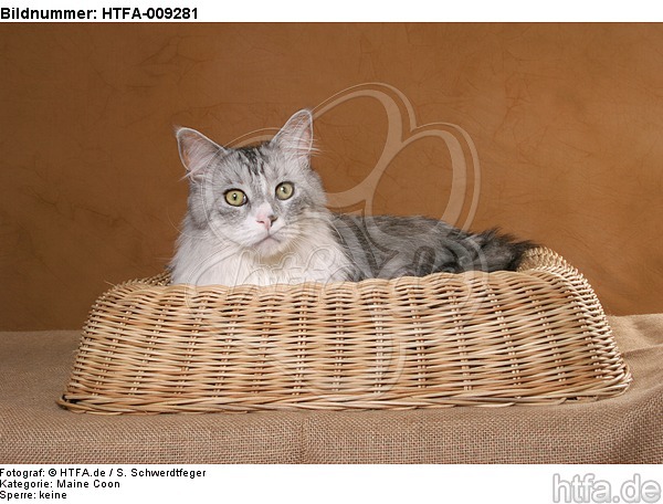 liegende Maine Coon / lying Maine Coon / HTFA-009281