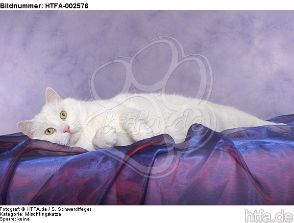 Mischlingskatze / domestic cat / HTFA-002576