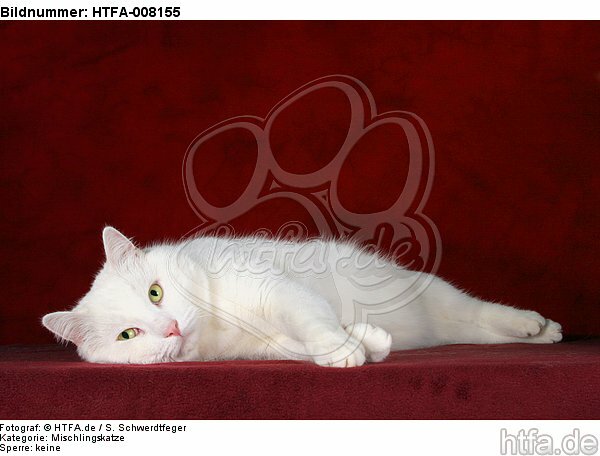 liegender weißer BKH-Mix / lying white domestic cat / HTFA-008155