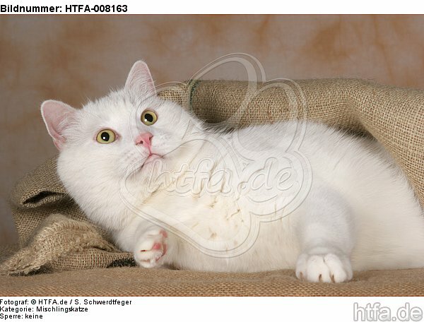 liegender weißer BKH-Mix / lying white domestic cat / HTFA-008163