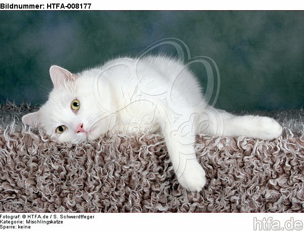 liegender weißer BKH-Mix / lying white domestic cat / HTFA-008177