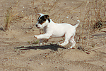 Parson Russell Terrier Welpe / parson russell terrier puppy